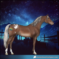 Horse Color:Silver Black Appaloosa 