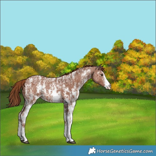Horse Color:Chestnut Ice Sabino 