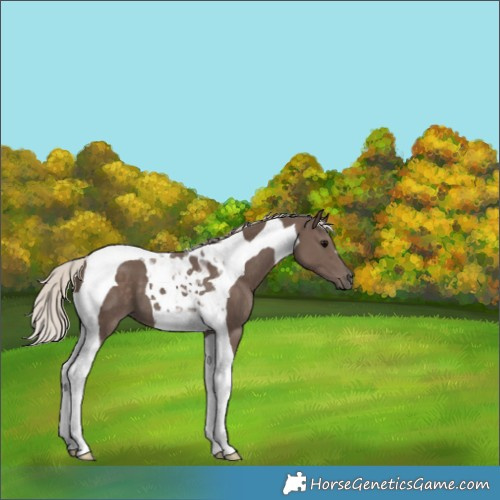 Horse Color:Silver Black Tobiano