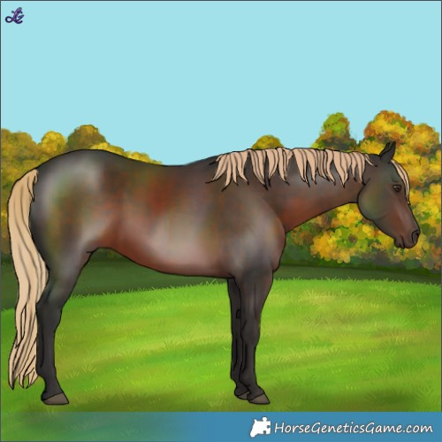 Horse Color:Liver Chestnut 