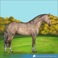 Horse Color:Bay Dun and Silver Bay Dun