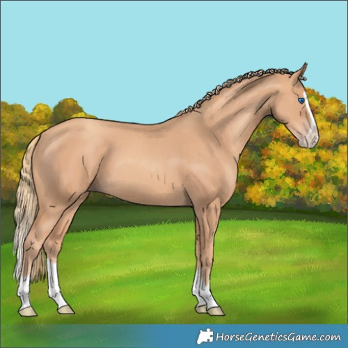 Horse Color:Gold Champagne Splash 