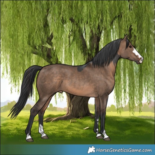 Horse Color:Black  and Brown Dun 