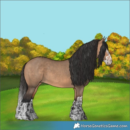 Horse Color:Bay Dun  and Bay Dun Splash 