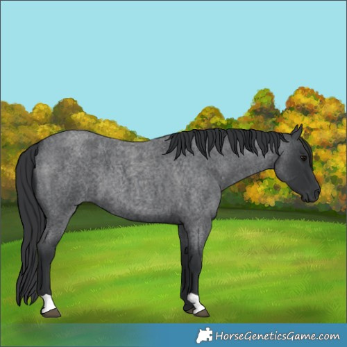Horse Color:Unknown 
