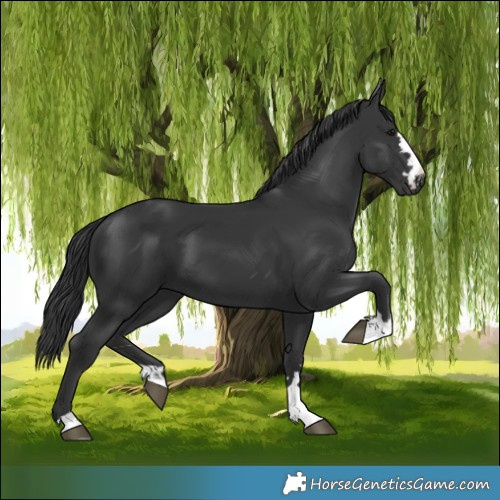 Horse Color:Black 