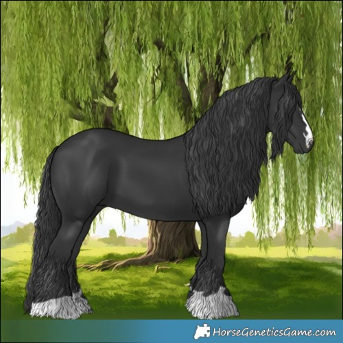 Horse Color:Black 