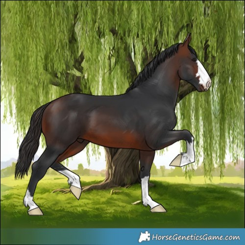 Horse Color:Brown 