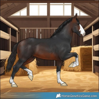Horse Color:Brown 