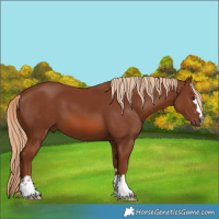 Horse Color:Chestnut 