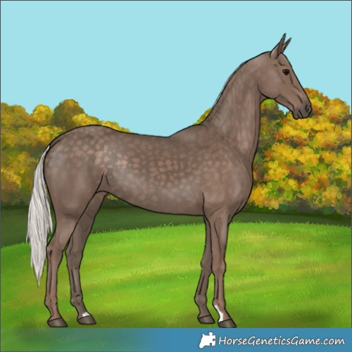 Horse Color:Silver Black Rabicano 