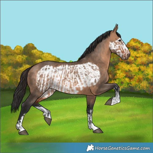 Horse Color:Brown Dun  and Brown Dun Frame 