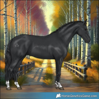 Horse Color:Black 