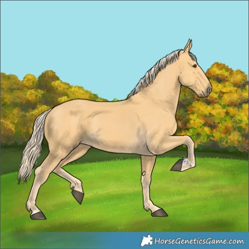 Horse Color:Palomino 