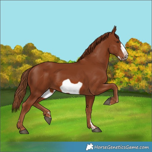 Horse Color:Chestnut Frame 