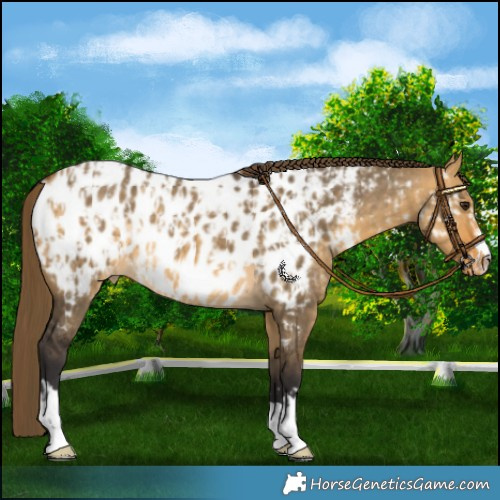 Horse Color:Buckskin Dun Appaloosa and Buckskin Dun Appaloosa