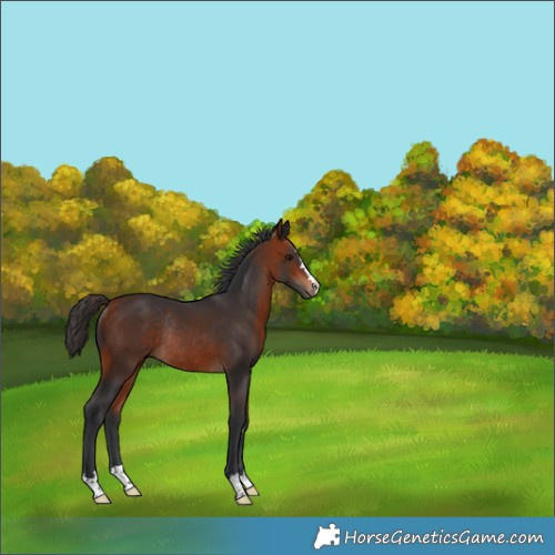 Horse Color:Bay Rabicano 