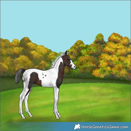 Horse Color:Brown Tobiano 