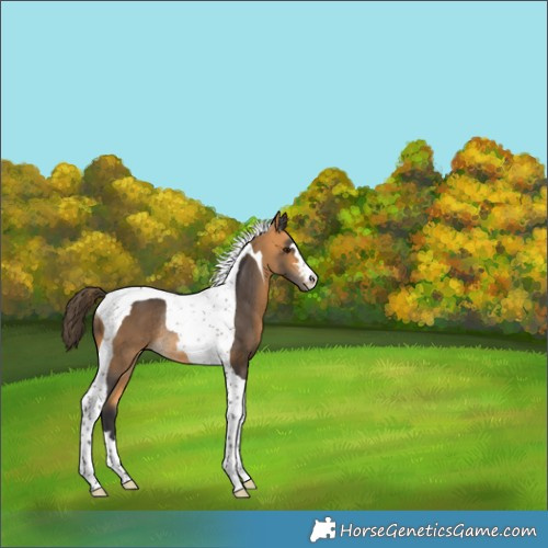 Horse Color:Buckskin Tobiano Rabicano