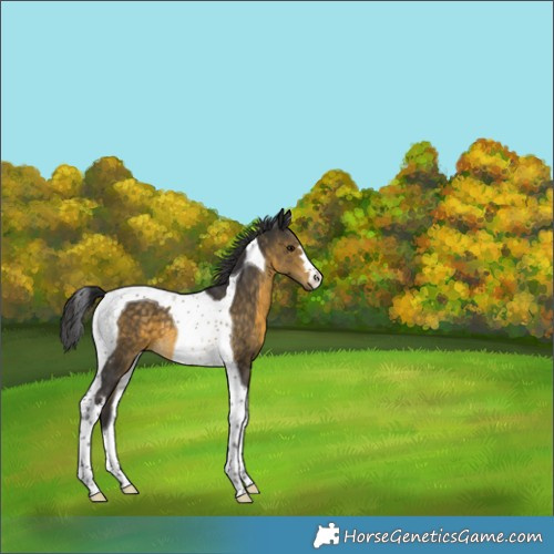 Horse Color:Buckskin Tobiano