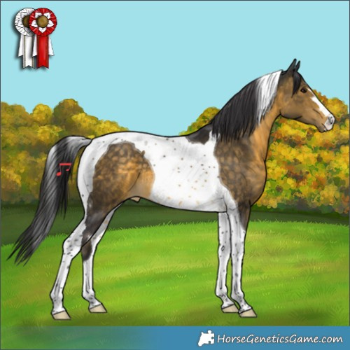 Horse Color:Buckskin Tobiano