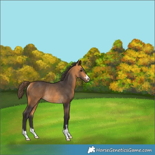 Horse Color:Buckskin Rabicano 