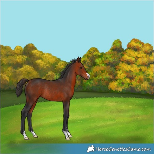 Horse Color:Bay Rabicano 