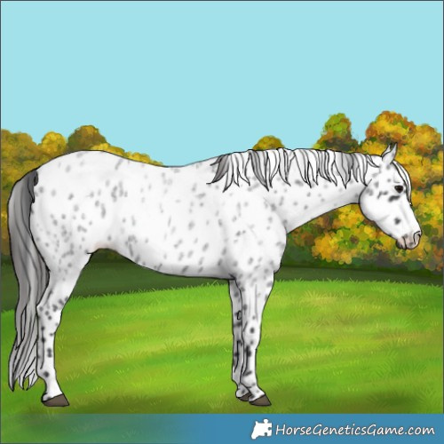Horse Color:Blue Roan Appaloosa