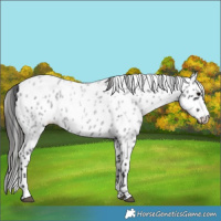 Horse Color:Blue Roan Appaloosa 