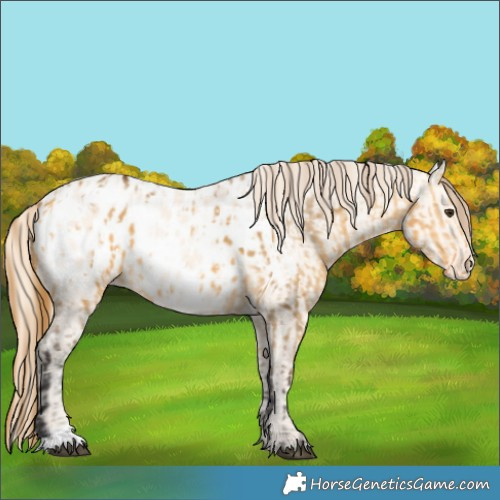 Horse Color:Buckskin Dun Appaloosa  and Perlino Dun Appaloosa 