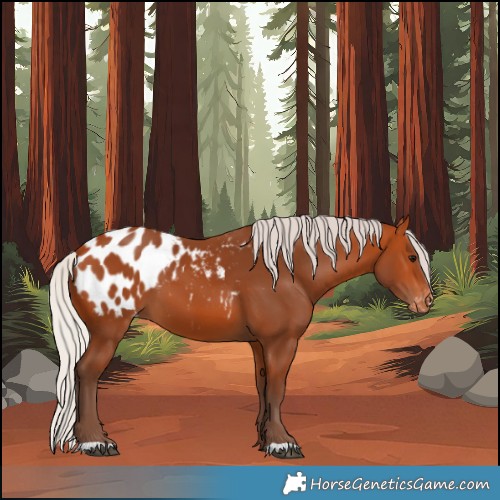 Horse Color:Silver Bay Appaloosa 