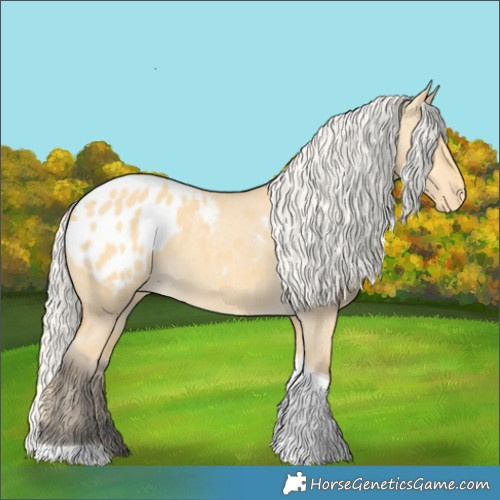 Horse Color:Silver Buckskin Dun Tobiano Appaloosa 