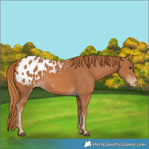Horse Color:Chestnut Appaloosa Rabicano 