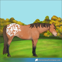 Horse Color:Bay Appaloosa Rabicano 