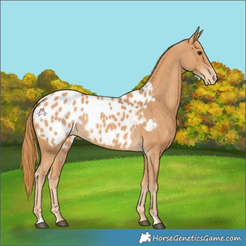 Horse Color:Chestnut Appaloosa 