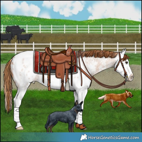 Horse Color:Red Roan Sabino Splash Blanket Rabicano 
