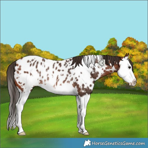 Horse Color:White Spotted Bay Splash Blanket Rabicano 