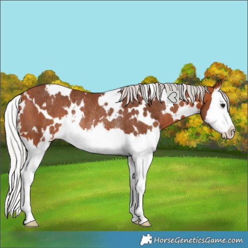 Horse Color:White Spotted Silver Bay Splash Rabicano 