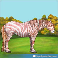 Horse Color:Chestnut Appaloosa 