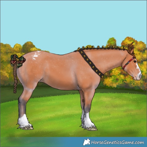 Horse Color:Bay Appaloosa 