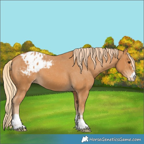 Horse Color:Chestnut Appaloosa