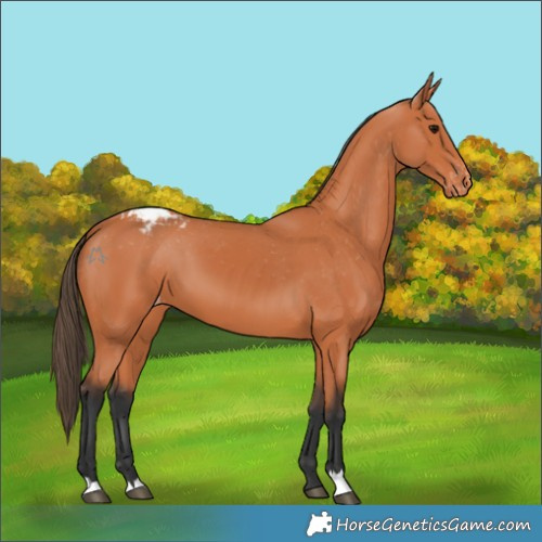 Horse Color:Bay Appaloosa