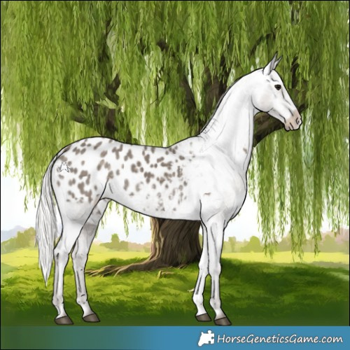 Horse Color:Silver Smoky Black Blanket 