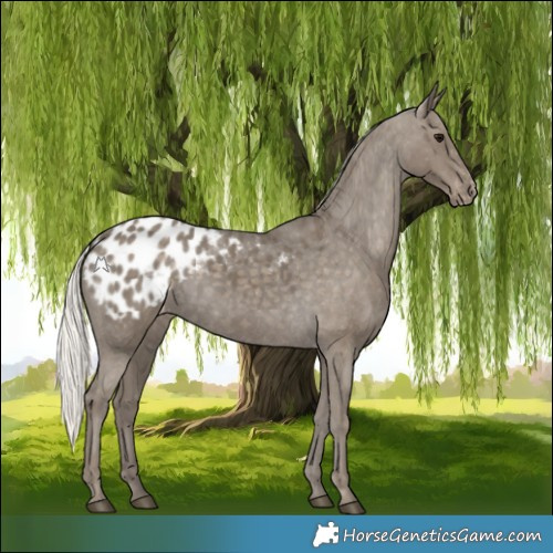 Horse Color:Silver Smoky Black Appaloosa 