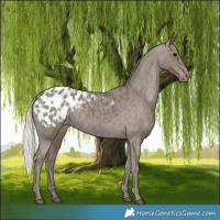 Horse Color:Silver Smoky Black Appaloosa 
