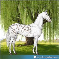 Horse Color:Silver Smoky Black Blanket 