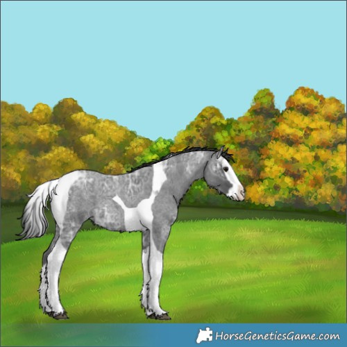 Horse Color:Blue Ice Roan Splash Tobiano 