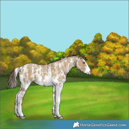 Horse Color:Classic Cream Champagne Sabino