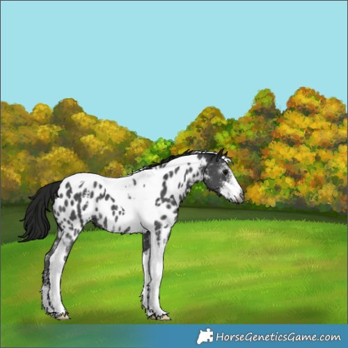 Horse Color:Gray Black Sabino Tobiano Appaloosa