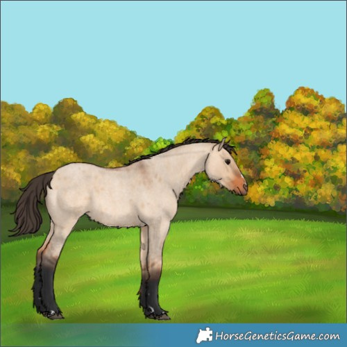 Horse Color:Bay Roan Dun